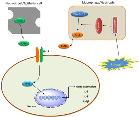 interleukin 1 beta|Role of interleukin.